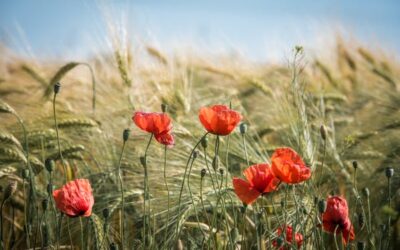 Chislehurst Poppy Appeal – Volunteers Wanted