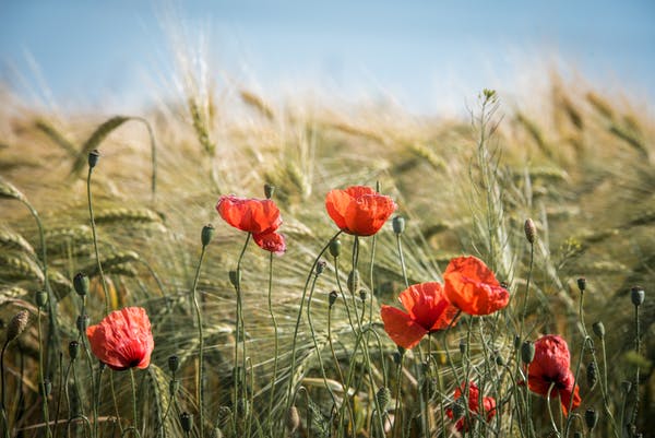 Chislehurst Poppy Appeal – Volunteers Wanted